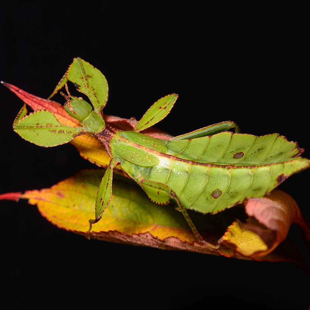 Lupenitka filipínská - Phyllium philippinicum