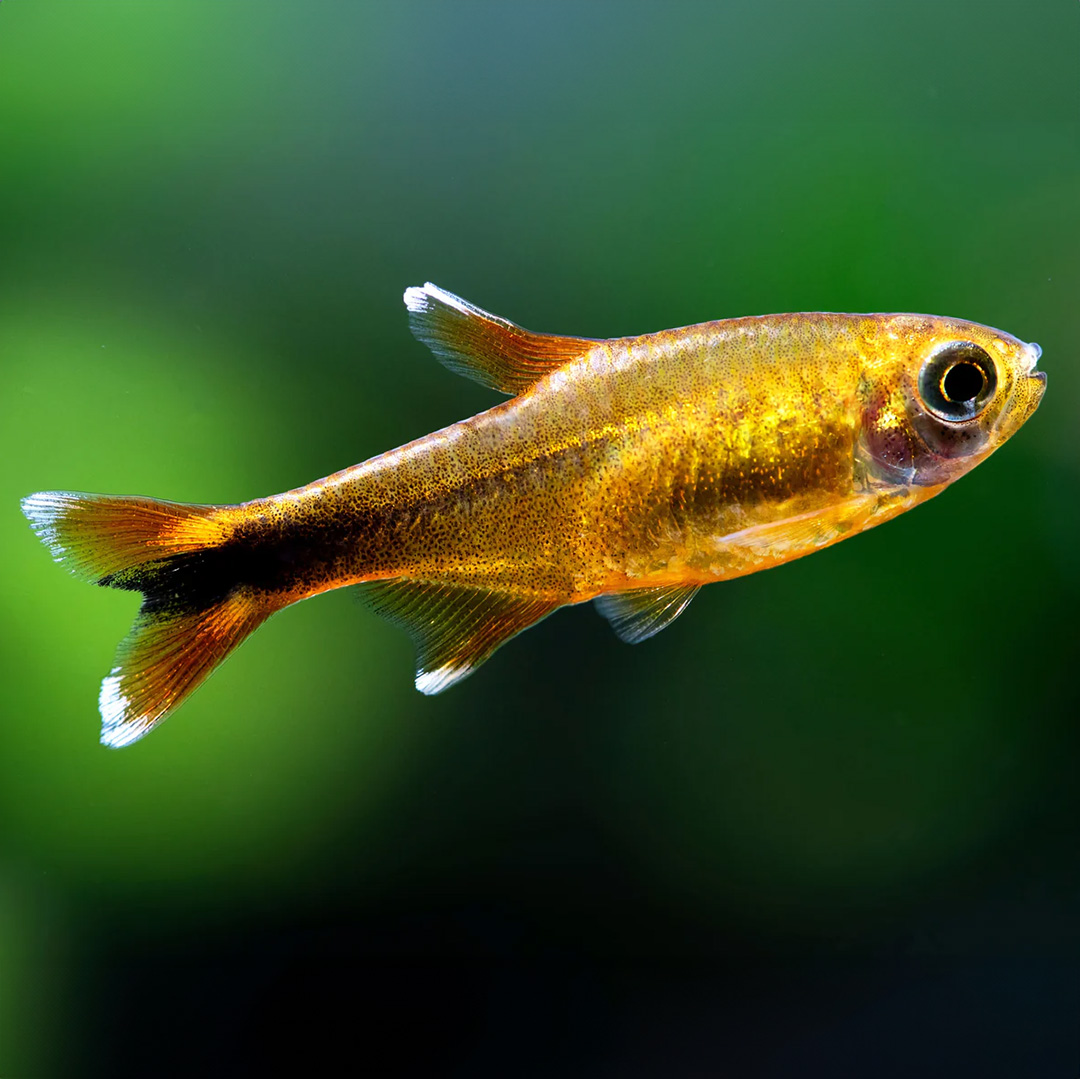 Tetra měděná - Hasemania nana