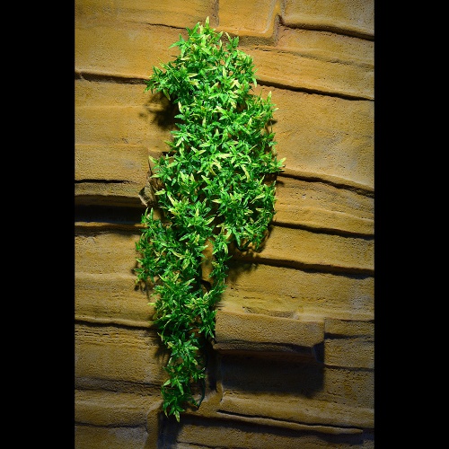 Rostlina Bolivian Croton velká plast