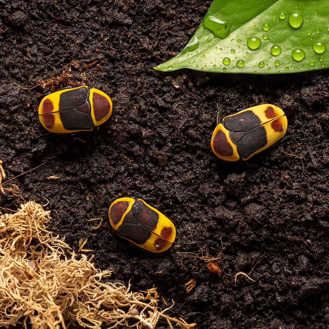 Zlatohlávek konžský - Pachnoda marginata