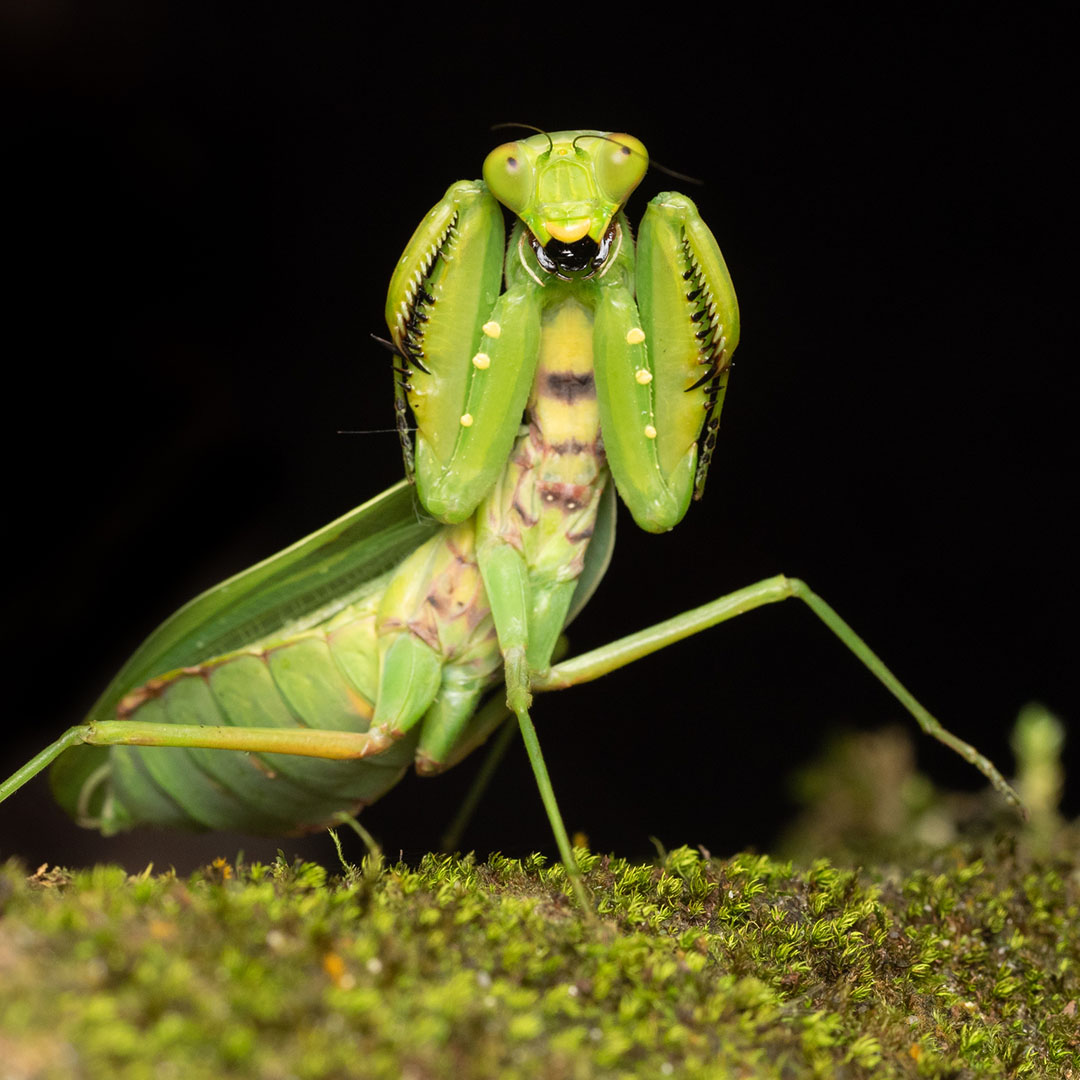 Kudlanka - Hierodula membranacea