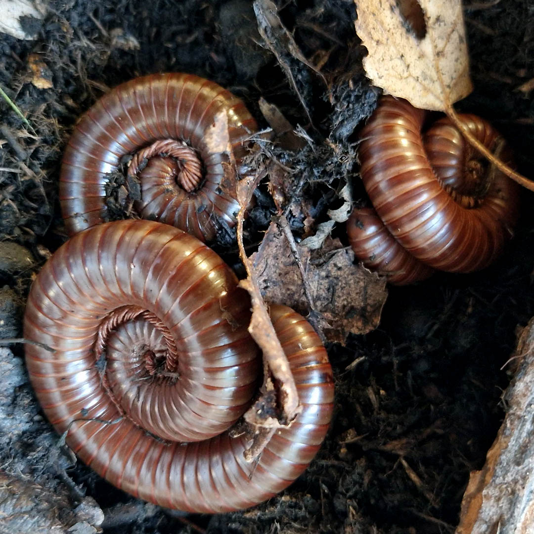 Mnohonožka - Ophistreptus guineensis