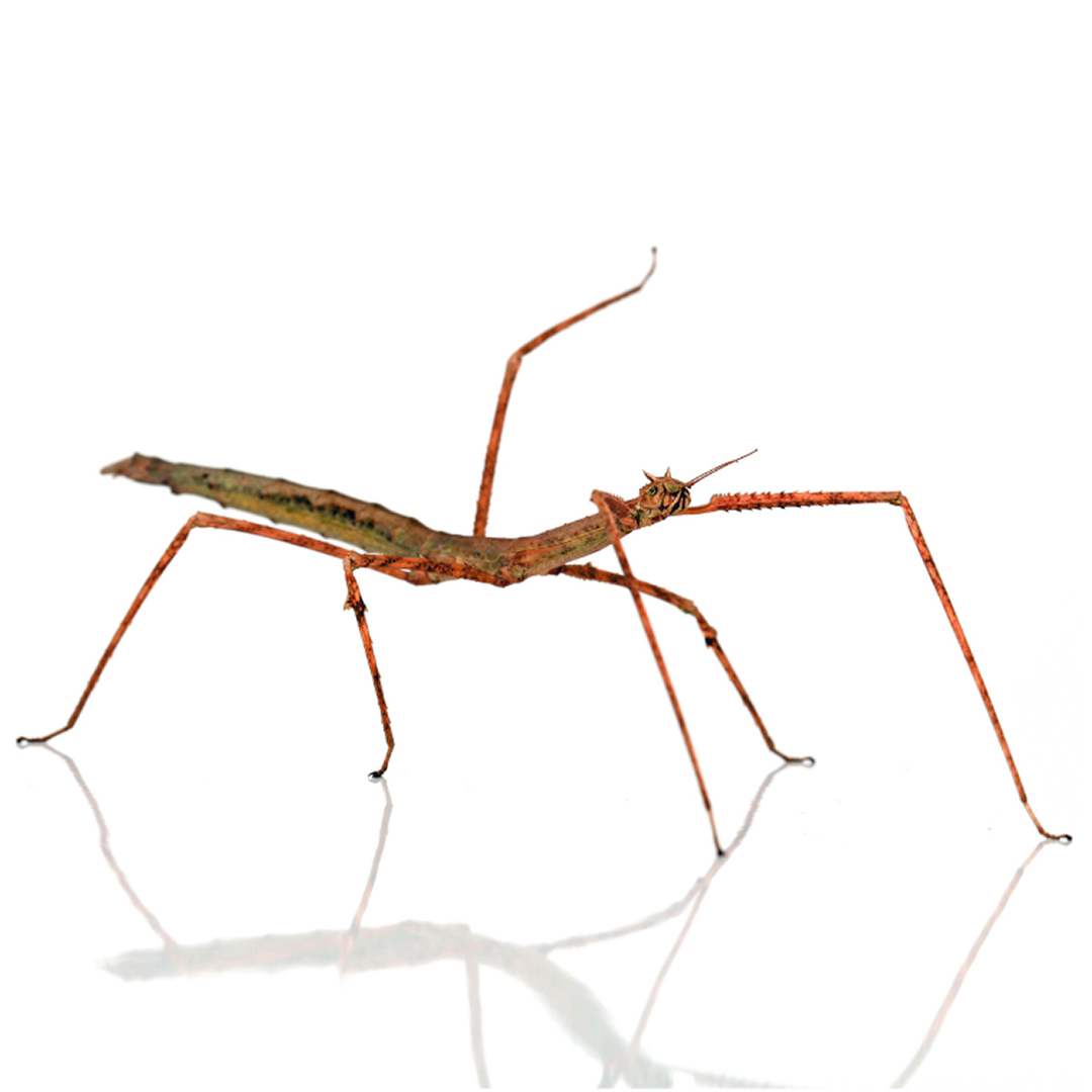Pakobylka rohatá - Medauroidea extradentata