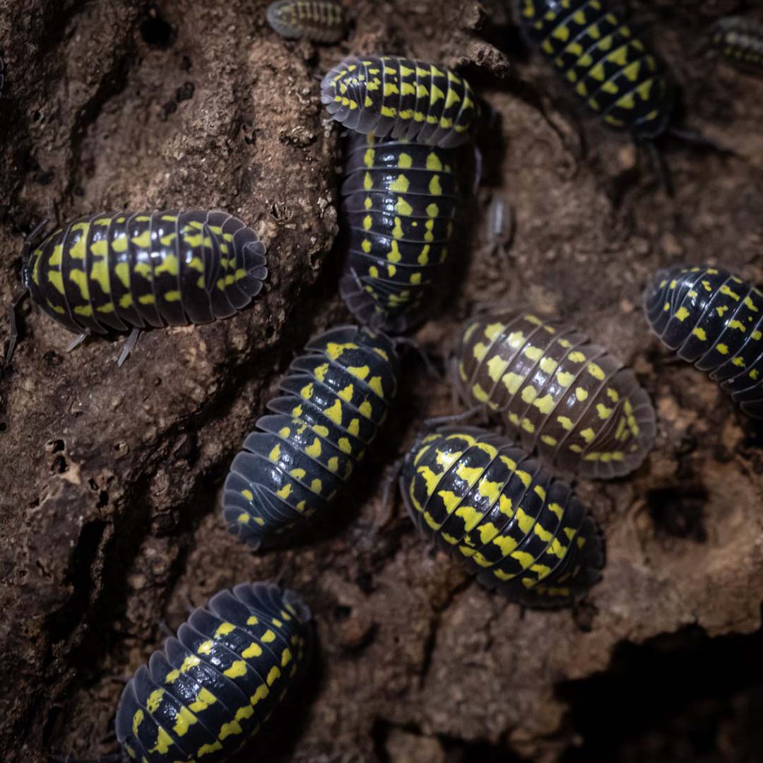 Stínka - Armadillidium gestroi