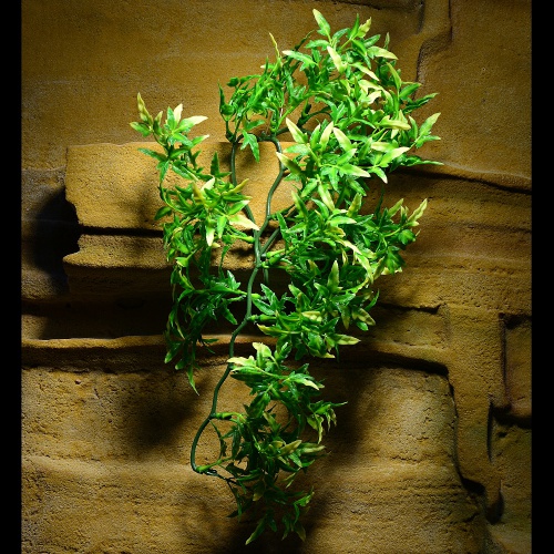 Rostlina Bolivian Croton malá plast