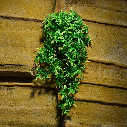 Rostlina Bolivian Croton střední plast