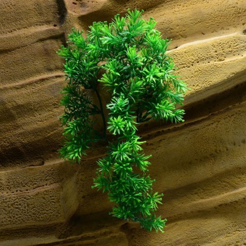 Rostlina Borneo Star malá plast
