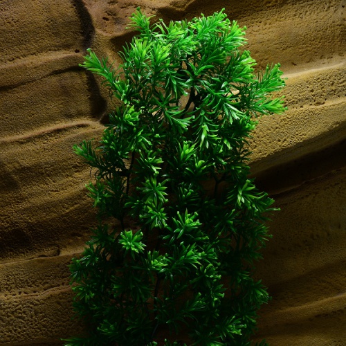 Rostlina Borneo Star velká plast