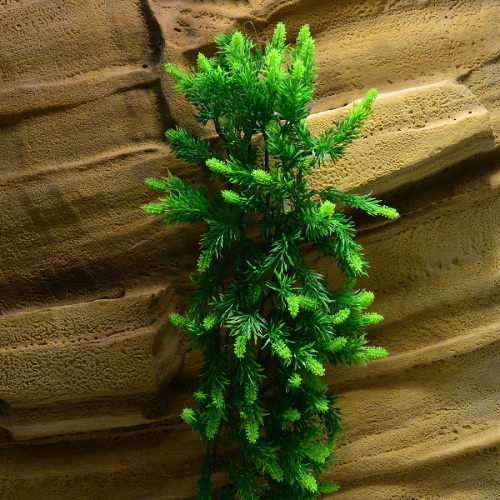 Rostlina Malaysian Fern velká plast