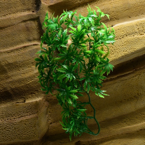 Rostlina Cannabis malá plast