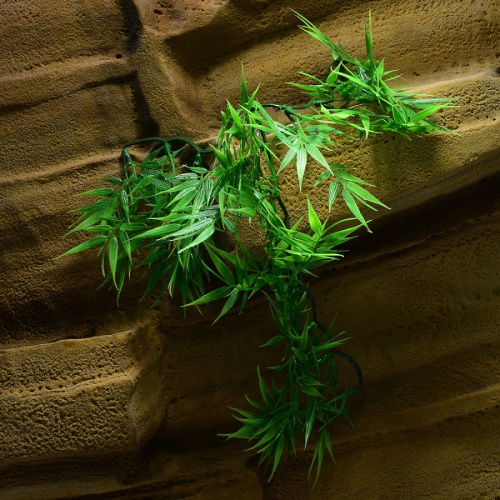 Rostlina Madagascar Bamboo malá plast