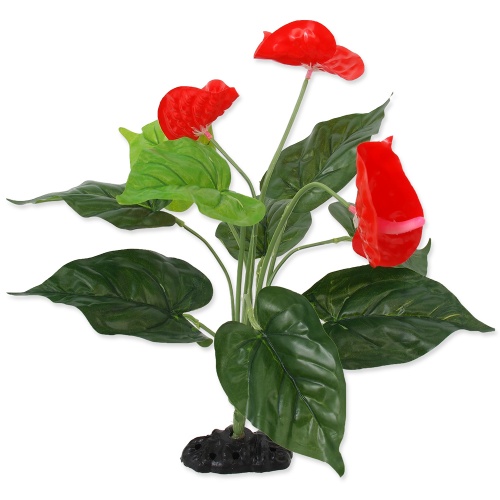 Rostlina RP Anthurium kvetoucí 40cm