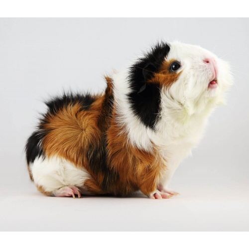 Morče domácí roseta