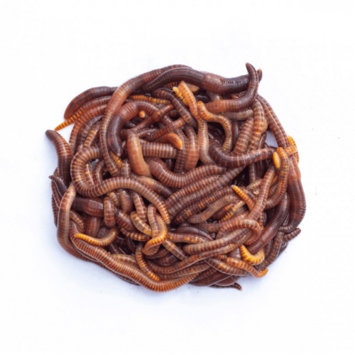 Žížala Dendrobena 1kg
