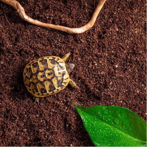 Želva zelenavá Testudo hermmani - CITES