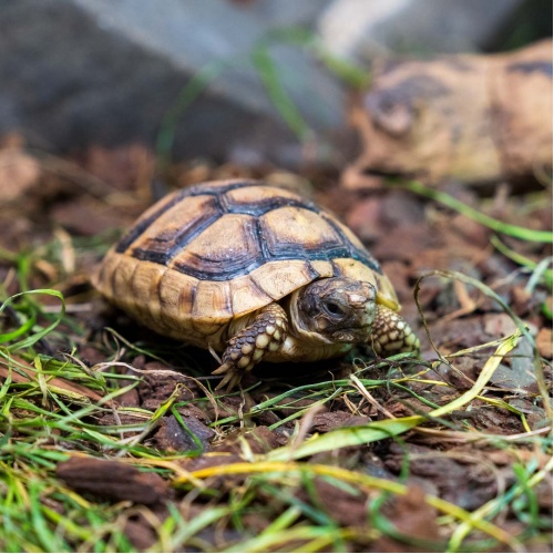 Želva vroubená Testudo marginata - CITES