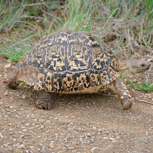 Želva pardálí Geochelone pardalis