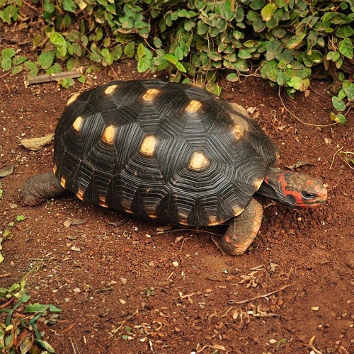 Želva uhlířská  Chelonoidis carbonaria