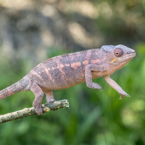 Chameleon pardálí Furcifer pardalis samice