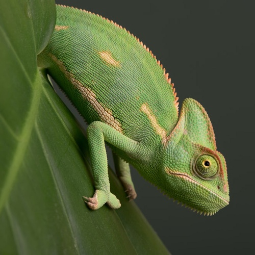 Chameleon jemenský samice Chameleo calyptratus