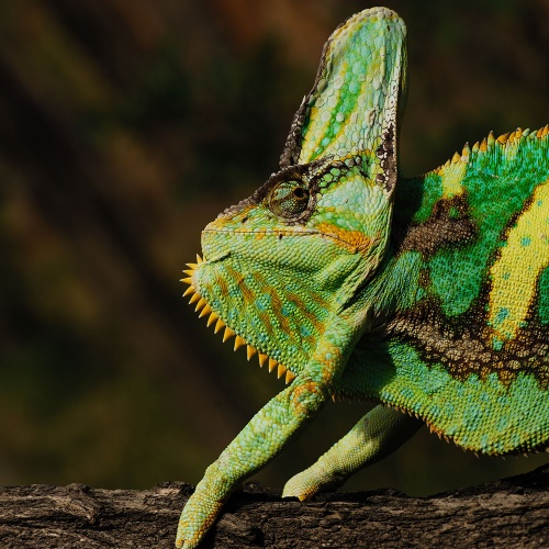 Chameleon jemenský samec Chameleo calyptratus