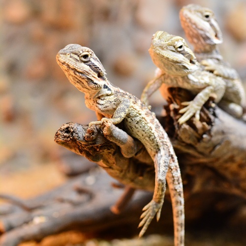 Agama vousatá malá Pogona vitticeps