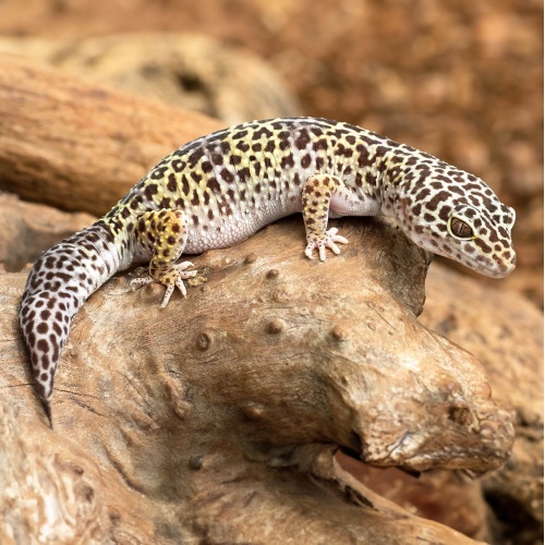 Gekončík noční Eublepharus macularis