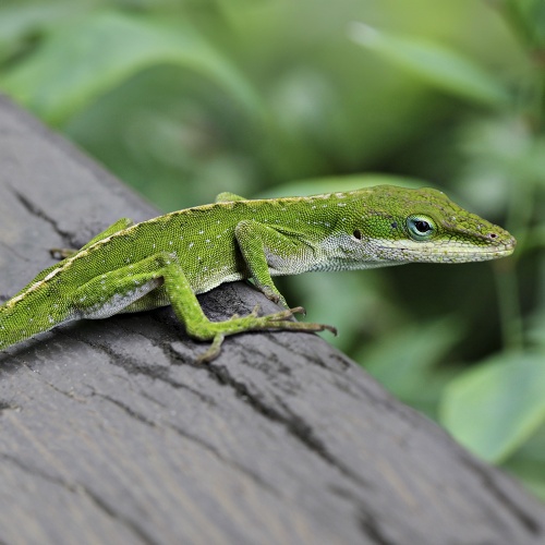 Anolis Anolis carolinensis