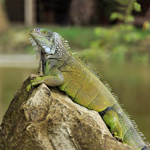 Leguán zelený Iguana iguana