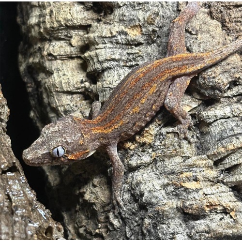 Pagekon hrbolkohlavý - Rhacodactylus auriculatus