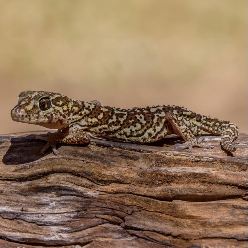 Gekon madagaskarský Parodeoura pictus