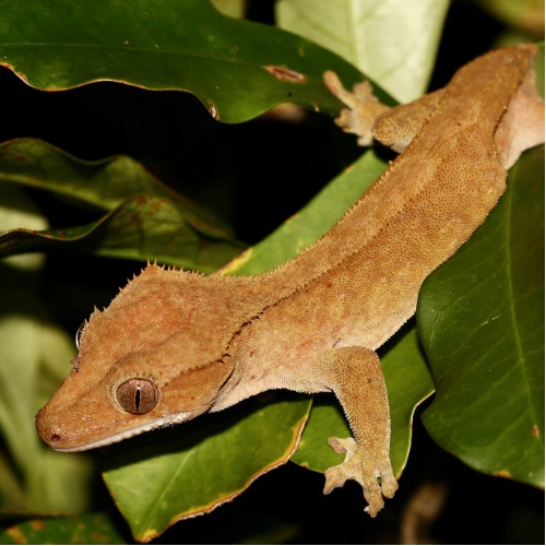 Pagekon řasnatý Rhacodactylus ciliatus samice
