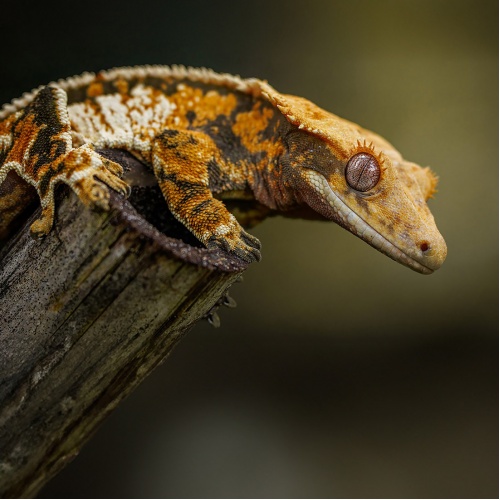 Pagekon řasnatý Rhacodactylus ciliatus samec