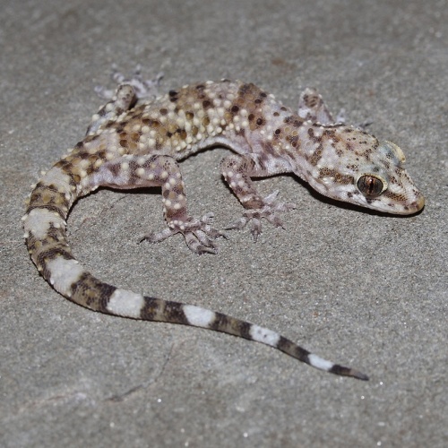 Gekon turecký Hemidactylus turcicus
