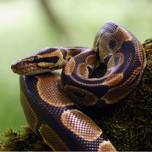 Krajta královská Python regius