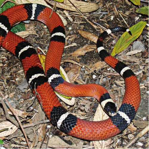 Korálovka sedlatá Lampropeltis triangulum