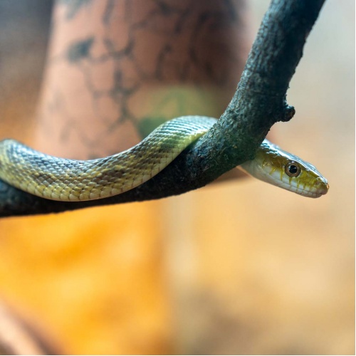 Užovka černá - Elaphe obsoleta