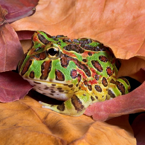 Rohatka Ceratophys cranwelli