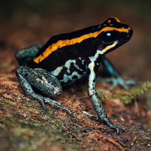 Pralesnička pruhovaná Phyllobates vittatus