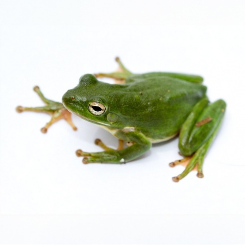 Rosnička karolínská Hyla cinerea