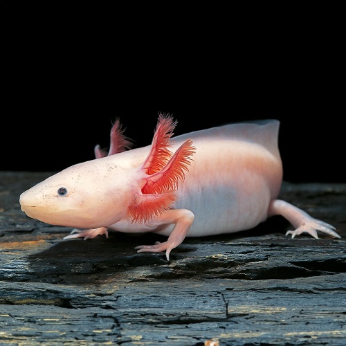 Axolotl mexický
