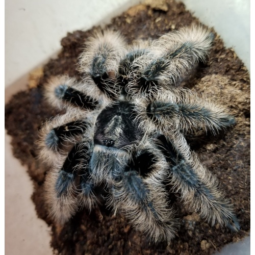 Sklípkan - Brachypelma albopilosum - malý
