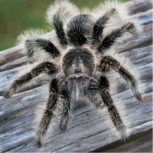 Sklípkan - Brachypelma albopilosum - velký
