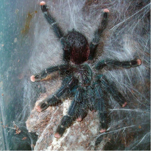 Sklípkan - Avicularia metallica - malý