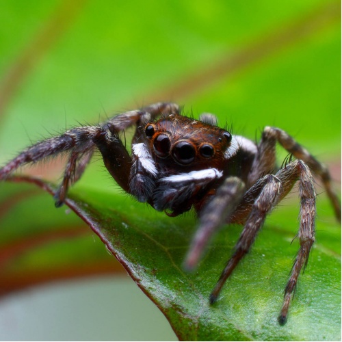 Skákavka skleníková - Hasarius adansoni