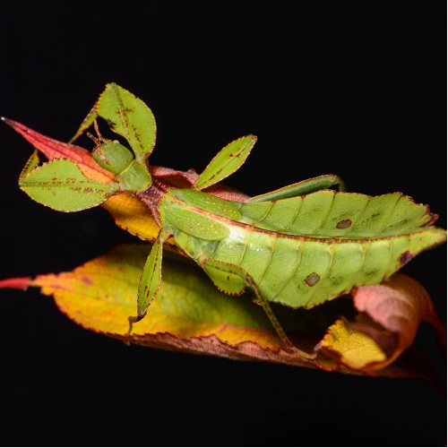 Lupenitka filipínská - Phyllium philippinicum