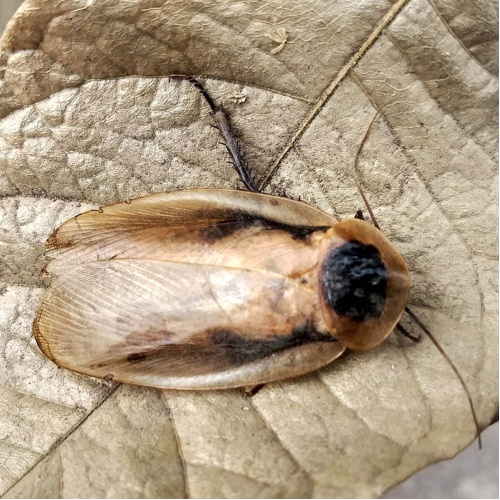Šváb obrovský - Blaberus giganteus