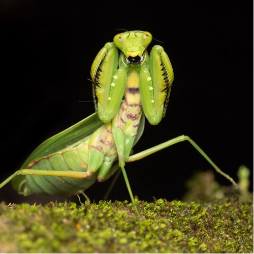 Kudlanka - Hierodula membranacea
