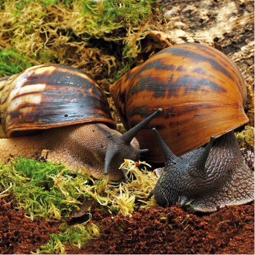 Africký šnek - Achatina malý