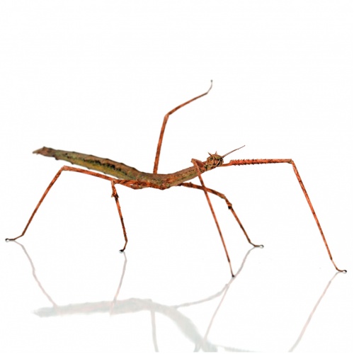 Pakobylka rohatá - Medauroidea extradentata